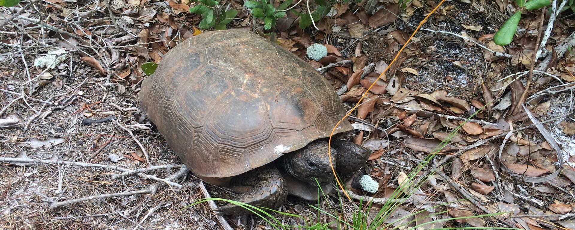 Ecosystem Restoration and Management | Martin County Florida