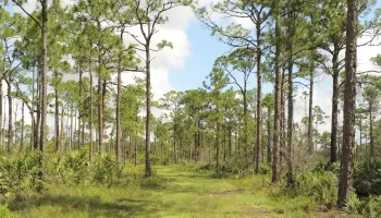 A trail located in Hawks Hammock Preserve