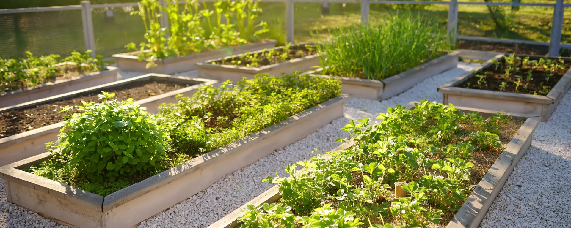 Image of a community garden with various plants.