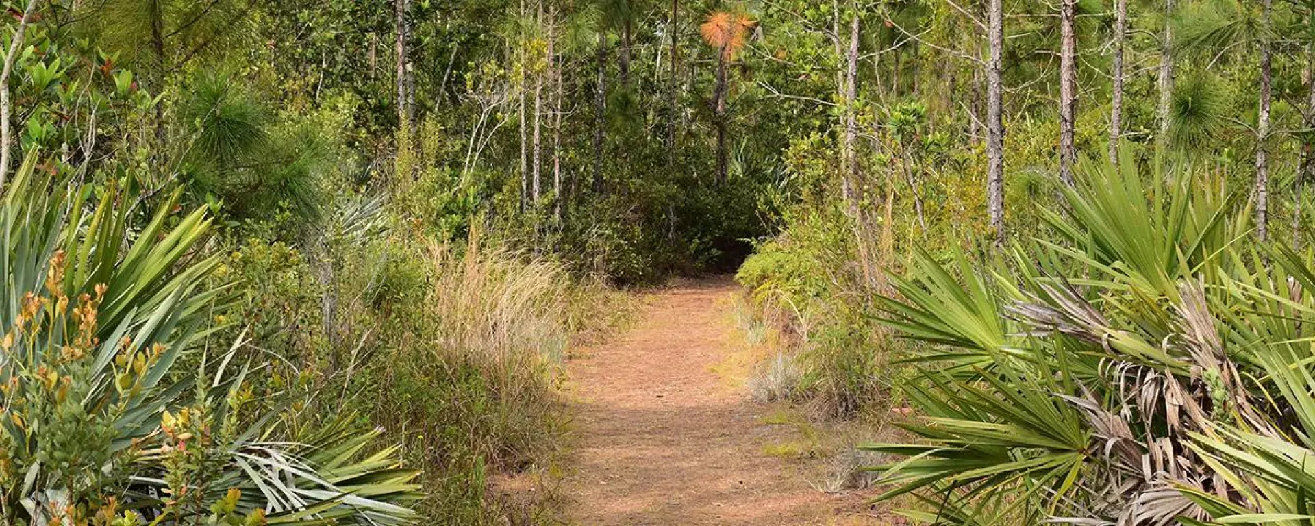 Kiplinger Nature Preserve | Martin County Florida