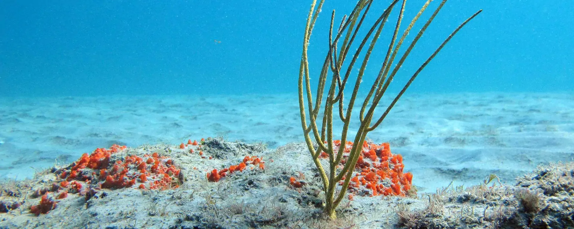 Coral Reefs  Martin County Florida