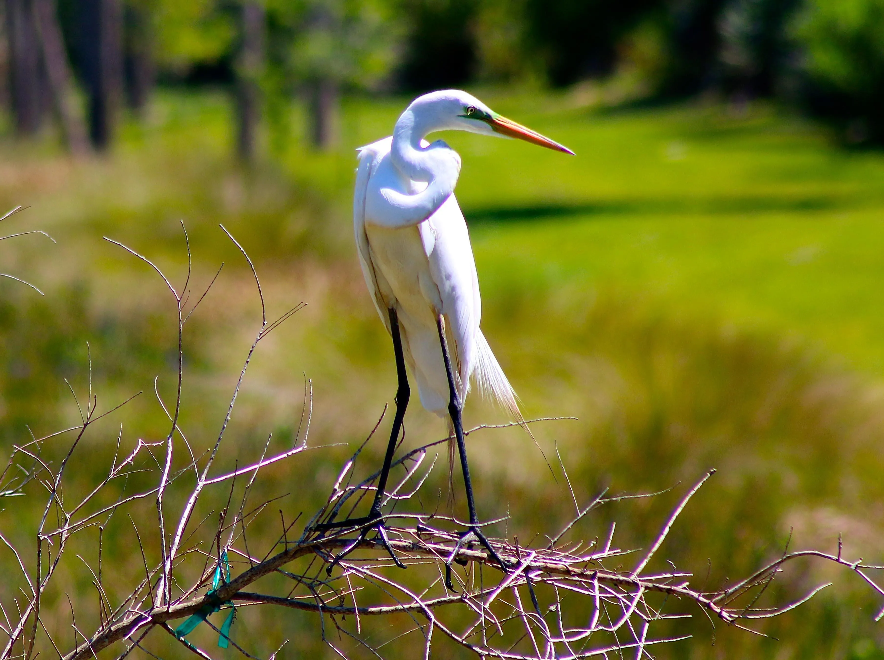  A white bird perched gracefully on a tree branch.